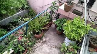 My garden my terrace garden