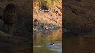 Hippo chases lions