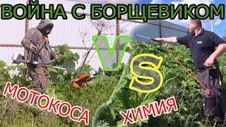 КАК ВЫВЕСТИ БОРЩЕВИК СОСНОВСКОГО  УНИЧТОЖЕНИЕ СОРНЯКА НА УЧАСТКЕ 