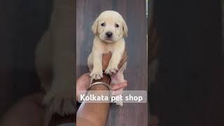 Labrador dog for Sale Kolkata pet shop near mahananda bridge Hill Cart road Siliguri