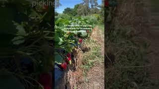 Time of the year, PYO strawberries at Beerenberg fam; Hahndorf, Adelaide, South Australia 🪧