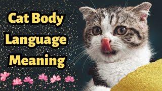 How Do You Read A Cat's Body Language?