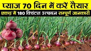 Pyaj ki kheti | प्याज की खेती संपूर्ण जानकारी | Pyaj ki kheti kaise karen | Onion farming in India