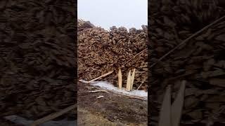 как правильно пилить берёзу#первыйдеревенский #лесопилка #деревня