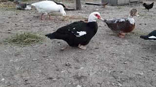 Muscovy duck, mulard duck and geese