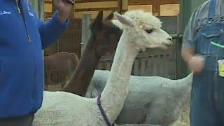 Alpacas of Oregon in Sherwood