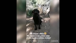 Atena Giovane Simil Cane Corso Taglia media Cerca Stallo/Adozione | I Pelosetti di Silvana Odv