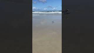 Views From the Boardwalk and Beach! Both Stunning at Smyrna Dunes Park in New Smyrna Beach #shorts