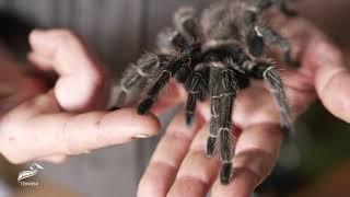 Insider Look at Fascinating Tarantula Spider Breeds