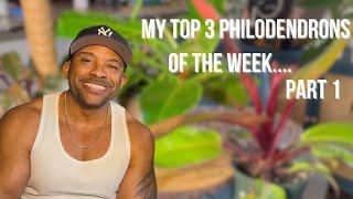 My Top Philodendrons Of the Week… + Care Tips - Part 1