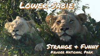 Strange & Funny - Kruger National Park | The heart of Kruger | Scenic Wildlife & Nature | Ep 4 - 5