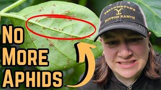 How to Get Rid of Aphids on Pepper Plants - Aphid Control in the Garden