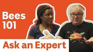 How to keep bees | Tips for beginner beekeepers