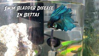 How to Heal Swim Bladder Disease in Bettas