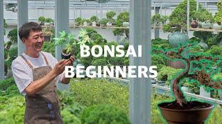 Bonsai 101: Essential Techniques for New Bonsai Enthusiasts