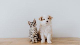 How to Handle an Aggressive Cat Towards Visitors