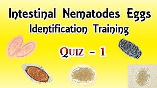 Intestinal Nematodes Eggs Identification Training Quiz 1/4