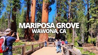 Exploring Mariposa Grove in Wawona, California USA Hiking Tour