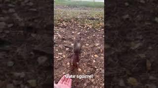 Gute sguirrel