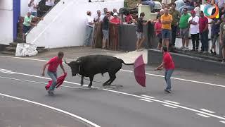 Carregar e Tourada à corda nas Quatro Ribeiras, ilha Terceira. Toiros de João Gaspar, 10.08.2022