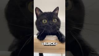 Do NOT Get A Black Cat #catshorts #pets #cats