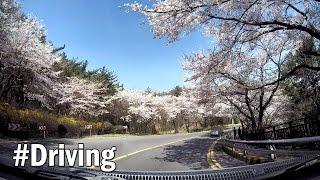 Dalmaji Hill, Busan Awesome Cherry Blossom Road : Driving in Busan, Korea / 부산 달맞이길에 펼쳐진 벚꽃길