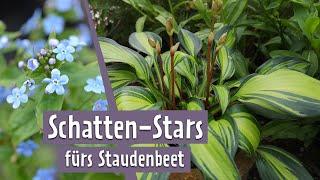 Tolle Pflanzen für schattige Standorte | MDR Garten