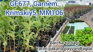 Mevali bog'lar uchun #GF677, #Garnem, #Krimskiy5, #MM106 va boshqa yarim pakana payvandtaglar.