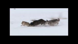 Wolves vs coyote [HD]