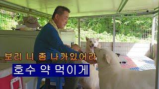 보리 니 좀 나가있어라 호수 약 먹이게