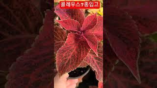 #은혜화훼판매장 #콜레우스