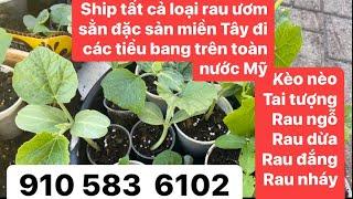 Ship tất cả các loại rau cây giống đặc sản miền Tây ươm sẳn đi các tiểu bang