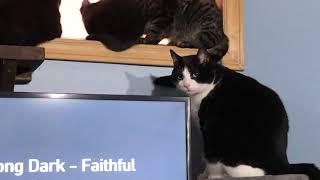 Kittens - Failed Sneak Attempt