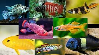 Top 32 Colorful Freshwater Fish For Your Aquarium!