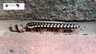 Bed Bug Exterminator  | Trap master Pest Control  | City of Detroit pest control