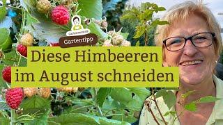 Diese Himbeeren im August schneiden