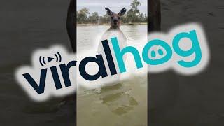 Man Rescues Dog From Being Drowned by Kangaroo || ViralHog