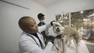 Noble Vet Surgeons Documentary