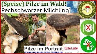 "Pechschwarzer Milchling" Seltener (Speise) Pilz im Portrait - August 2023