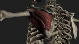 The Rotator Cuff