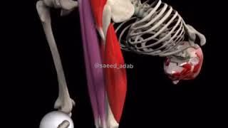 squat and muscles  -آناتومی و تشریح عضلات درگیر در اسکوات به فارسی