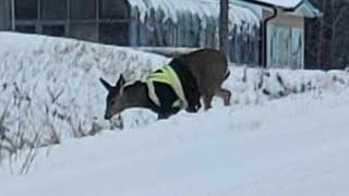 Deer spotted wearing high-visibility safety jacket in northern British Columbia