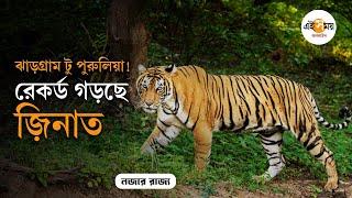 Tigress Zeenat Location: নতুন টোপেও ধরা দিতে নারাজ জ়িনাত, বাঘিনি এখনও পুরুলিয়ায় | Ei Samay