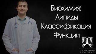 Липиды. Классификация липидов.