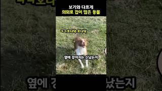 덩치에 안맞게 겁이 많은 동물#shorts #동물 #유머 #귀여운