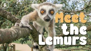 EP 4 | Peak Wildlife Park Diaries | MEET THE LEMURS