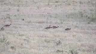 Stortrapp - Great Bustard (Otis tarda) in Spain 2017.