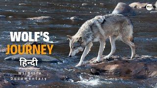 A Wolf's Journey - हिन्दी डॉक्यूमेंट्री | Wildlife documentary in Hindi