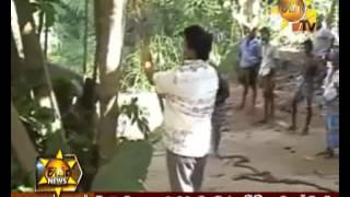 Hiru TV News - Dalada Maligawa Tusker attacks its own Mahout