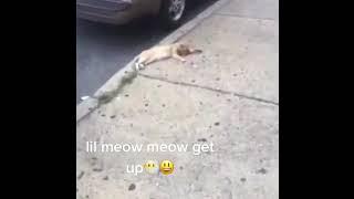 they killed a lil meow meow
